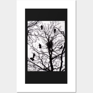 Crows Posters and Art